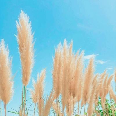 果盘莽荒纪送神兵8000充版下载