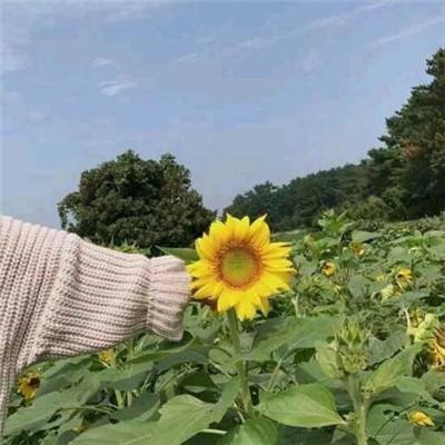 末日启示官方正版下载